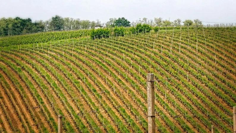 Foto delle vigne nel Parco della Collina San Colombano