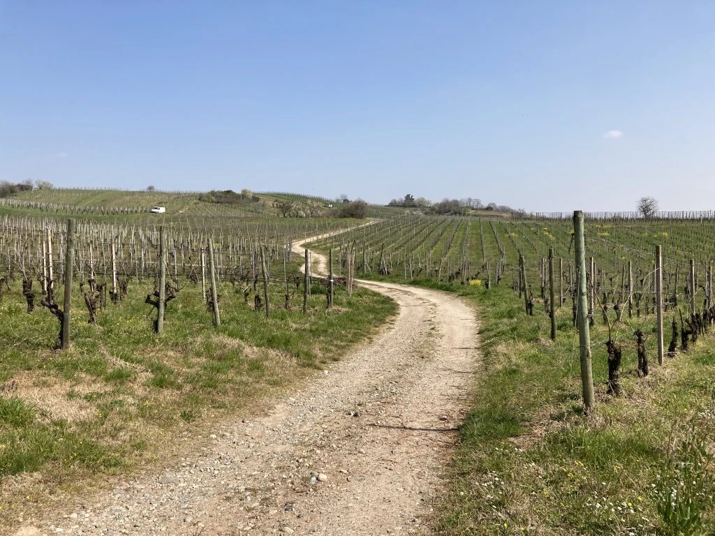Vigneto parco della collina san colombano al lambro